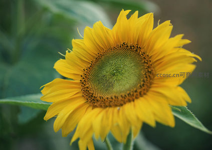 向日葵花心微距，细节纹理震撼人心