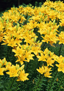 金黄百合花海绽放，绿叶衬托生机盎然