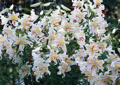 洁白百合缀红斑，优雅绽放于绿丛间