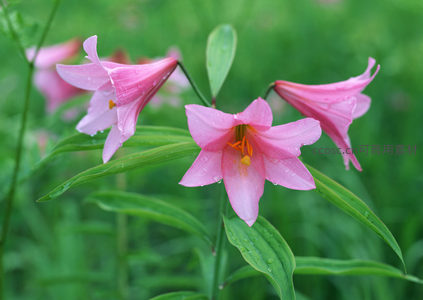 雨后粉百合，水珠晶莹映娇艳花瓣