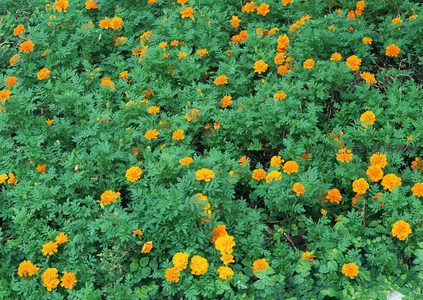 橙色万寿菊繁茂生长，绿叶间点缀热情色彩