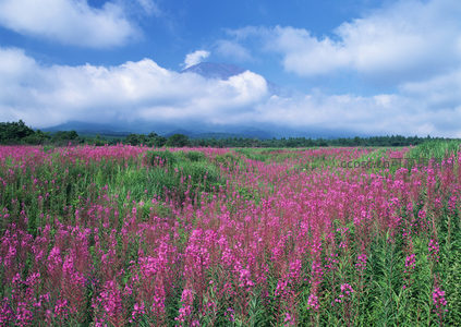 粉紫花海映远山，云卷云舒景如画