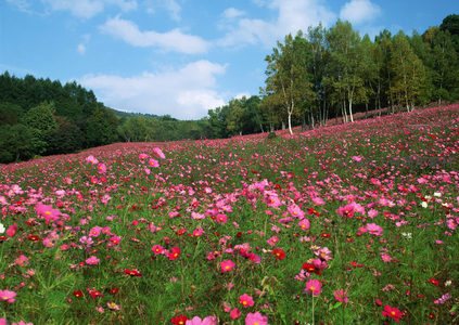 山坡花毯延绵，林影相伴春意浓