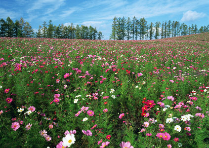 多彩波斯菊绽放，绿野仙踪入画来
