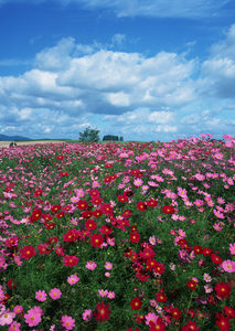 云下花海无垠，红粉交织醉晴空