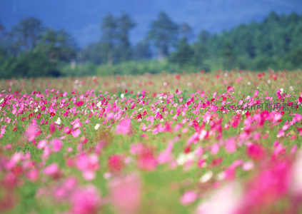 远山如黛，粉色花海铺展至天际线