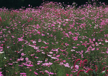 漫山遍野的粉色波斯菊，如云霞般浪漫