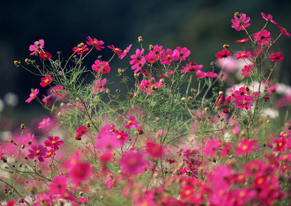 微距特写：绽放的粉红波斯菊，娇艳欲滴