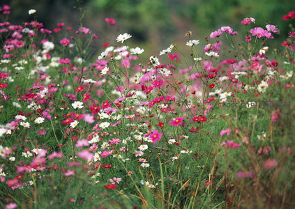多彩波斯菊丛生，粉白相间如童话世界