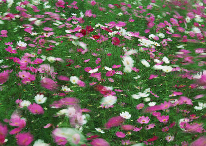 梦幻之舞：动态模糊中的花海韵律