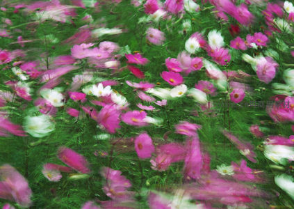 流光溢彩：抽象视角下的花海幻境