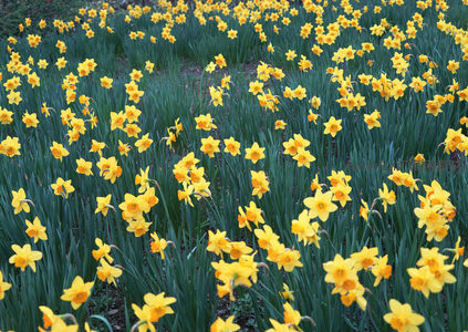 金黄水仙花海铺满春日田野