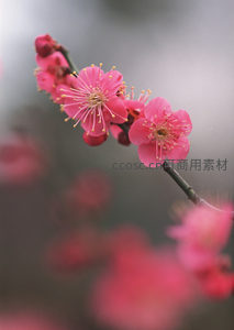 微距下的梅花蕊，精致动人