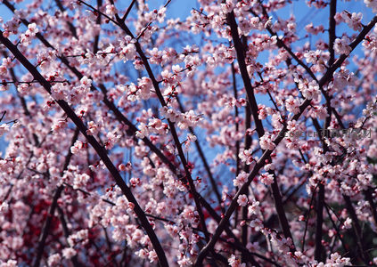 满树杏花如雪，蓝天映衬