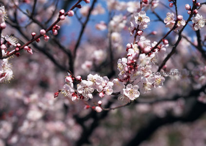 樱花枝头绽放，春风拂面