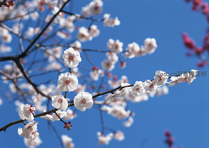 蓝天映衬下绽放的洁白梅花