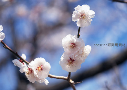 微距镜头下的淡粉梅花特写