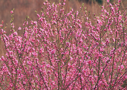 满树粉嫩桃花绽放于田野间