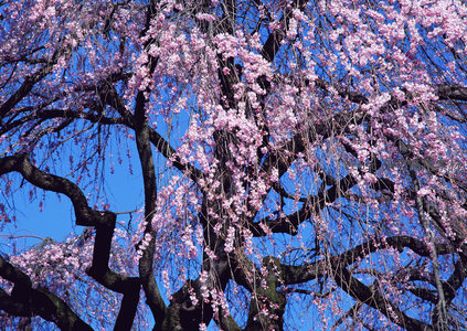 深蓝背景下粉樱绽放，枝干遒劲花影婆娑