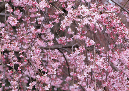 粉嫩垂枝樱，春日柔美绽放