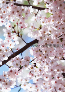 仰望樱花，蓝天下的洁白花簇