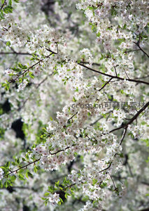 洁白樱枝，新绿点缀春意浓