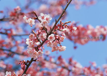 晴空之下，樱花枝头迎风舞