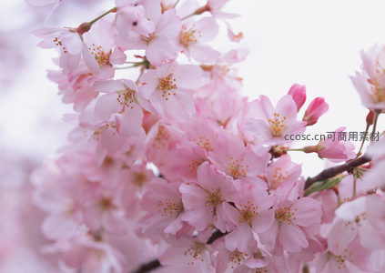 满枝樱花迎风绽放洁白如雪