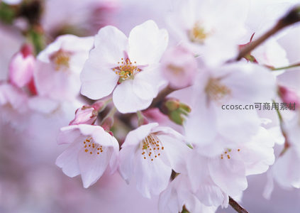 近距离观赏樱花花瓣细腻纹理