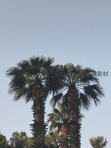 仰望双棕榈，晴空万里绿意浓