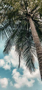 仰拍视角下高耸入云的椰子树冠