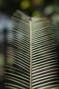 微距镜头下苏铁叶片的精致纹理