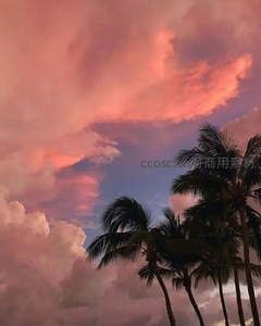 粉紫晚霞映衬椰树剪影