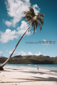 斜倚棕榈树下独享碧海