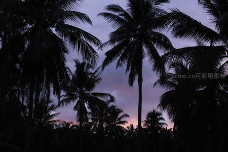 暮色四合椰林深，紫霞漫天醉人心