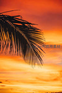 烈焰晚霞映椰枝，一叶知秋醉斜阳