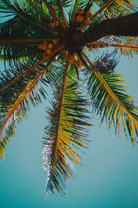 仰望椰冠挂金果，碧空如洗绿意浓