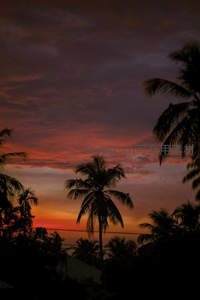 椰影夕阳，热带黄昏的宁静画卷