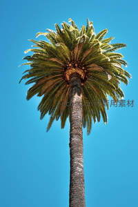 仰望苍穹，蓝天下的挺拔椰树