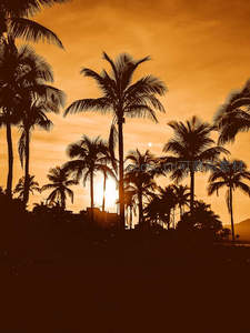 金色剪影，椰林深处的日落时分