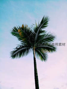 风中摇曳，单棵椰树的天空之舞