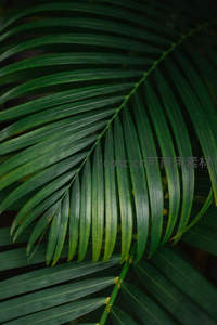 微距下的棕榈叶脉络清晰，绿意盎然