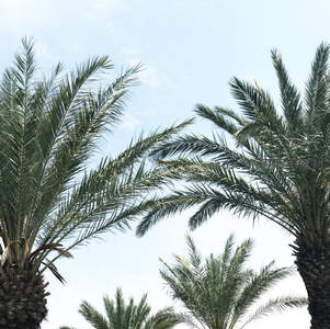 晴空下的棕榈树冠，绿意盎然