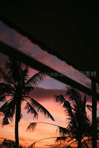 夕阳余晖中，棕榈剪影如诗如画