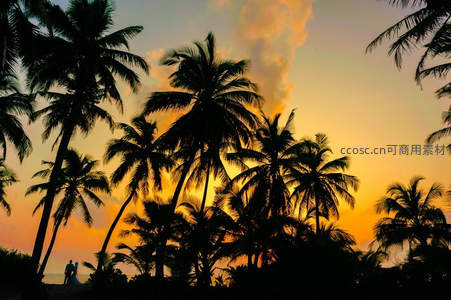 金色余晖中情侣漫步椰林滩涂