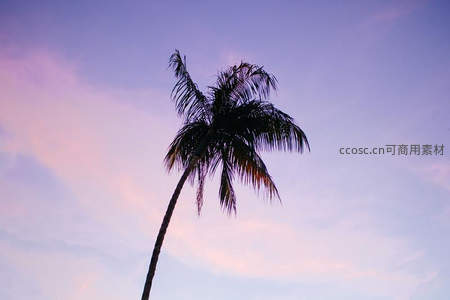 孤棕榈立于粉紫暮色之中