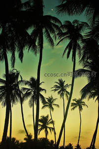 月牙高悬椰林夜幕初降