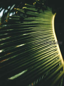 微距下的棕榈叶纹理细节