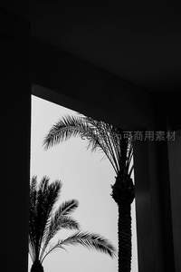 窗框剪影中的棕榈树轮廓