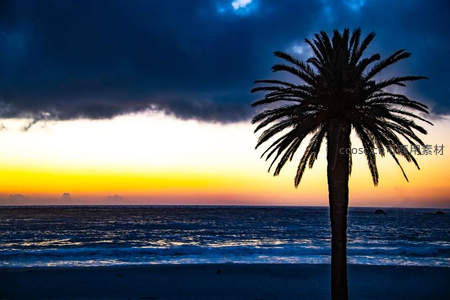 日落海边孤独的棕榈树剪影